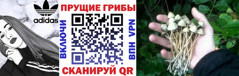 KRAKEN Кировск Псилоцибиновые грибы мухоморы